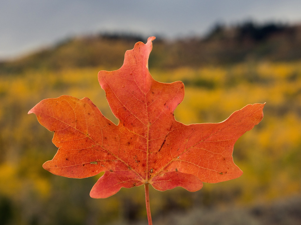 Orange autumn leaf held against a distant background. 
