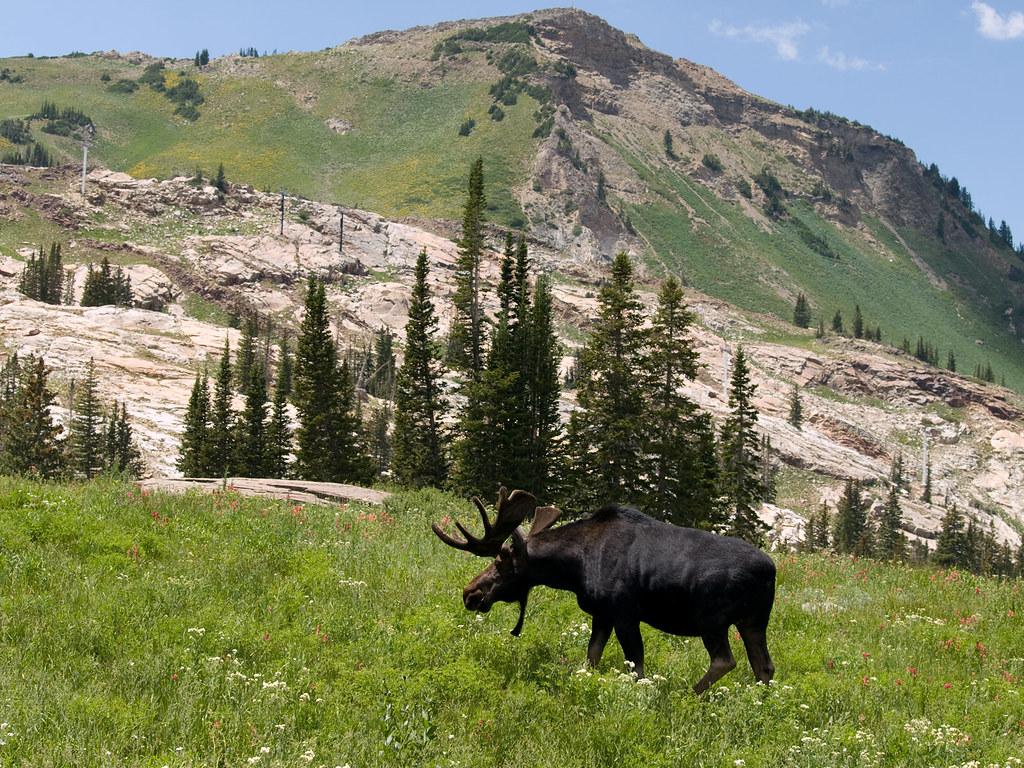 Bull moose in mountain meadow